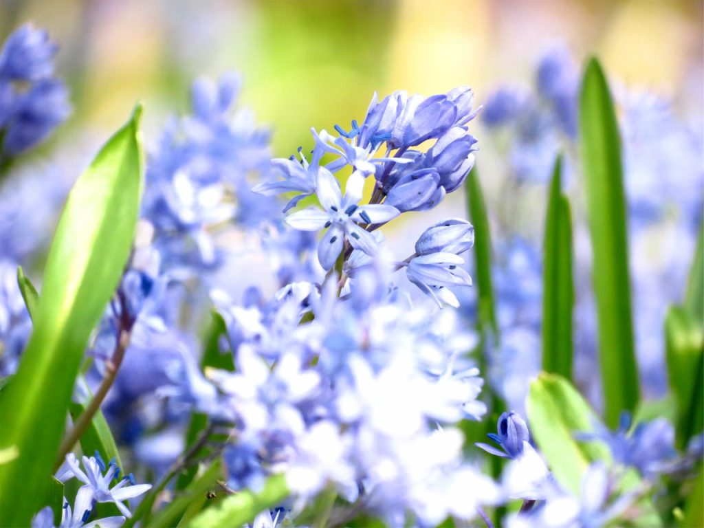 blue and white flowers in tilt shift lens