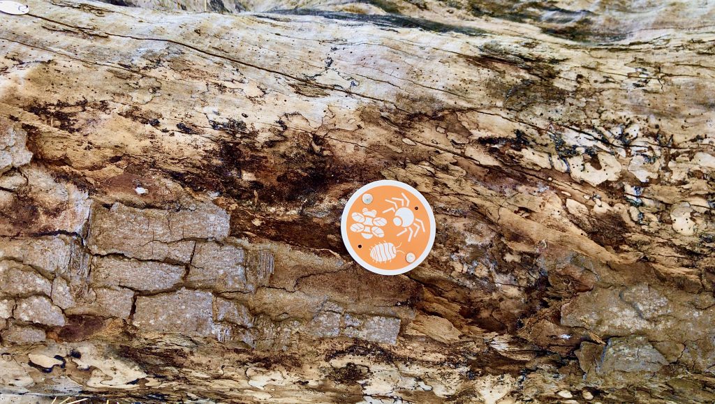 A close-up photo of the bark of a tree, with a waymarker attached showing images of insects