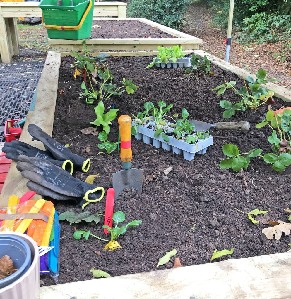 A photo of a wheelchair accessible raised bed with pak choi, lettuce and strawberries, a trowel and some gardening gloves