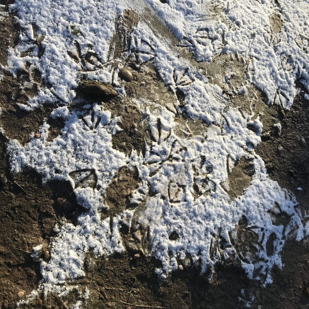 A photo of duck footprints in the snow at Moseley Park