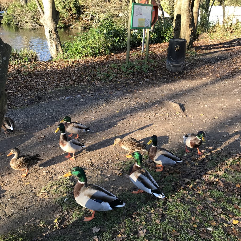 A photo of some ducks on a pathway at Moseley Park