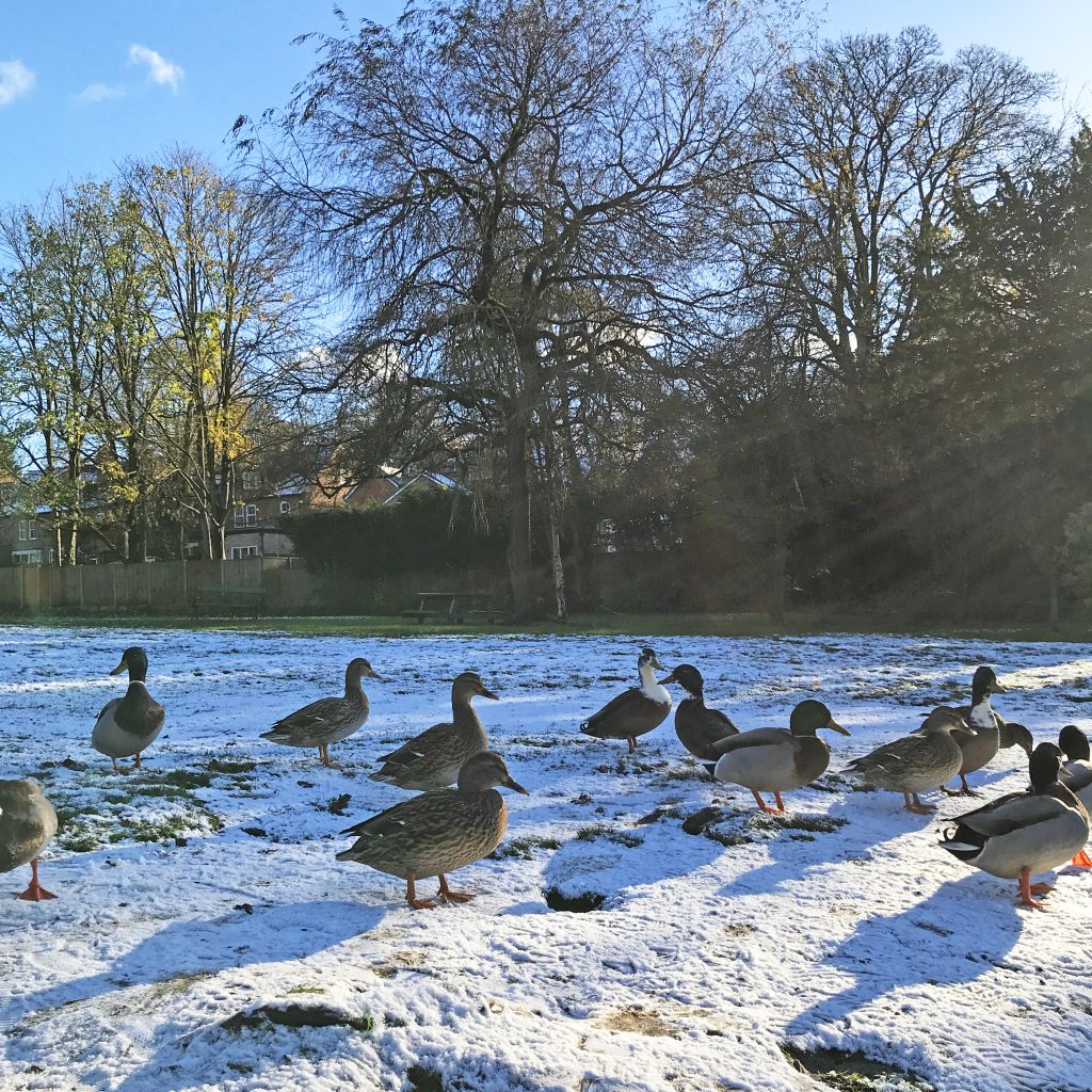 A photo of 13 ducks in the snow with glistening sunlight and bare trees