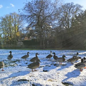 A photo of 13 ducks in the snow with glistening sunlight and bare trees